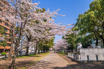 横浜 大通り公園の桜