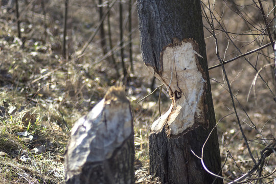 trunk and a tree chewed by beavers