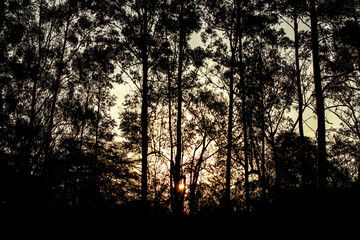 Fototapeta premium bonja 8