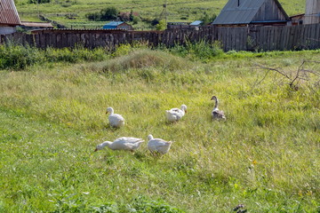 A flock of domestic geese grazes on the lawn in the background of the village.