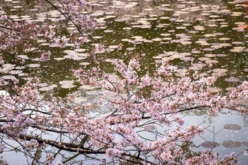 Pond and cherry blossoms at Mobara Park in Mobara City, Chiba Prefecture, Japan