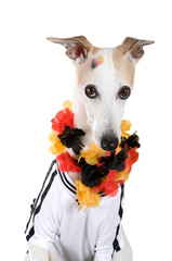 Whippet im Fußballfanoutfit