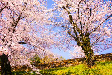 japanse sakura in kyoto japan