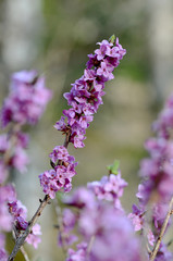 PB0223_Seidelbast(5)