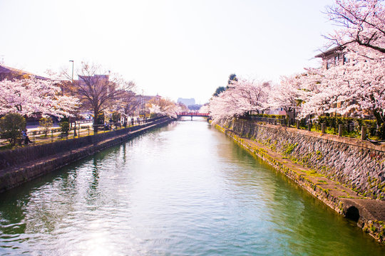 岡崎　桜　2018