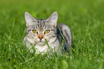 Grau getigerte Katze liegt in einer WIese