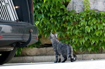Neugierige Katze schaut in den Kofferraum eines Autos