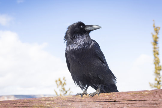 Close up of raven perching on wood against sky 
