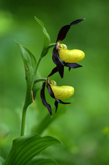 Obraz premium Frauenschuh