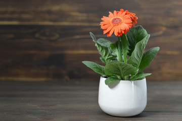 Gerbera in flowerpot