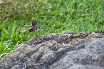 bird hunter