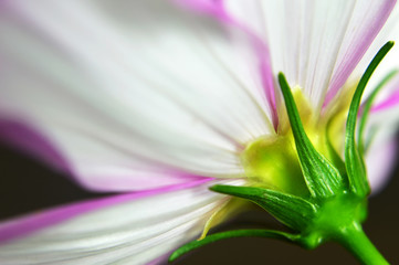 Macro image of Cosmos flower