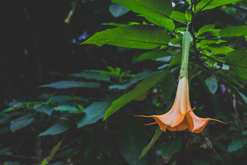 Orange Brugmansia flower in Dark Tone