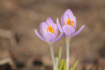 Two flowering crocuses with tender light purple petals and large yellow stamens