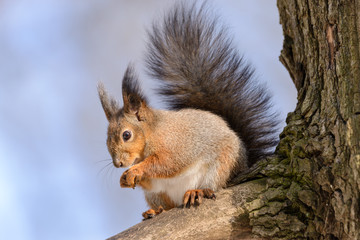 Red eurasian squirrel