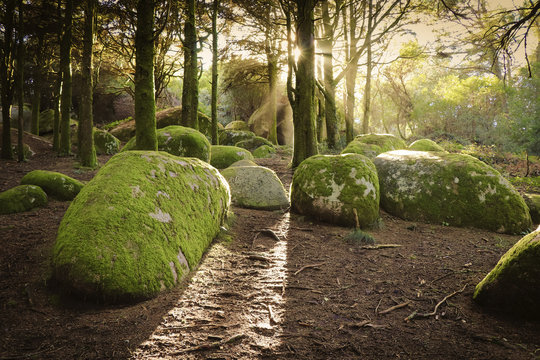 Moss covered rocks in forest