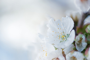 Cherry blossom detail