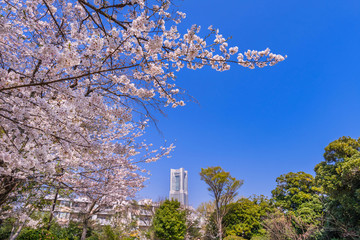 桜咲く野毛山公園