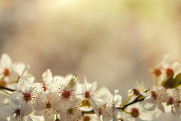 Blossoming fruit branch on a blurred background