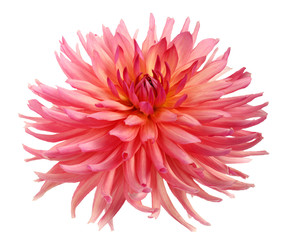 Pink Dahlia flower isolated on white background.