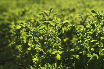 Fototapeta premium Young green shoots of potatoes on the farmer field lit with the sun in the summer evening