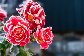 roses in frost