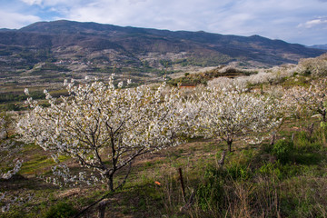 Cherry Blossom at the Jerte Valley, Extremadura, Spain.