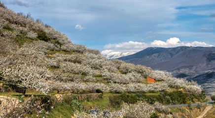 Cherry Blossom at the Jerte Valley, Extremadura, Spain.