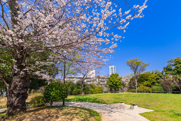 桜咲く野毛山公園