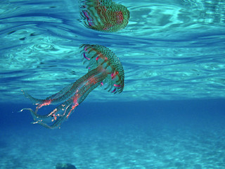 Jellyfish and its reflection on the sea surface