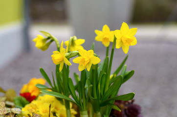 Bright yellow spring daffodils or narcissus