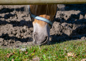 Ein Pferd auf der Koppel das frisst