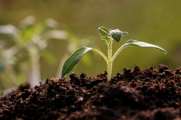 New plant seed germinting from the soil