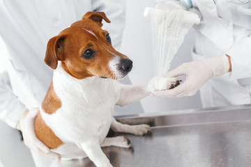 Bandage of a wounded paw to a dog