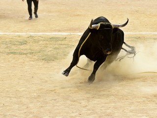toro en españa
