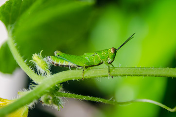 Grasshopper with green background