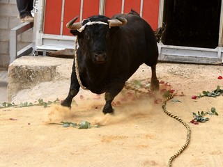 toro en españa