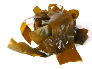 Kombu Kelp - Alga Kombu    Kombu kelp is a large brown algae seaweed. Binomial name: Laminaria Ochroleuca. It is an edible seaweed used extensively in Japanese cuisine. © efesan