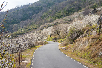 Cherry Blossom at the Jerte Valley, Extremadura, Spain.