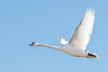 Swan