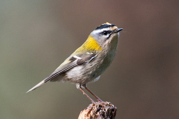 Sommergoldhähnchen
