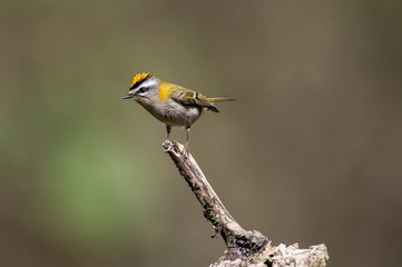 Sommergoldhähnchen