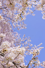 満開の花　青空