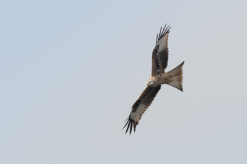 Obraz premium Rotmilan