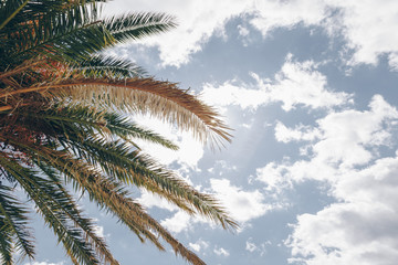 palm trees against blue sky. palm tree leaves at tropical coast, vintage toned and stylized, coconut tree,summer tree ,retro, ideal background. enough room for copy, space and text