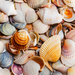 Variety of seashells