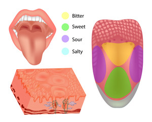 Naklejka premium Anatomy human tongue parts. Illustration depicting the anatomy of taste. Tongue with its four areas (bitter, sour, sweet and salty) 
