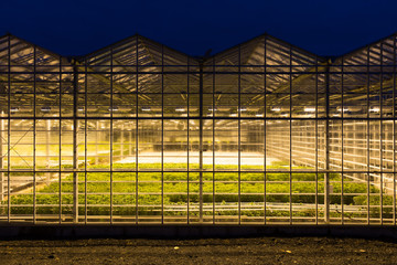 Gewächshaus mit Kunstlicht in Island