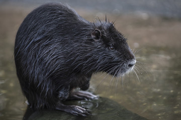 Nutria