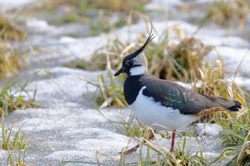 northern lapwing